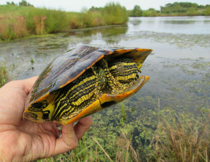 Red-ear Slider